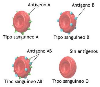 Grupos Sanguíneos | Bionesia: Las Islas De La Vida